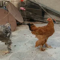 مرغ و خروس سلطان زینتی|حیوانات مزرعه|شیراز, پودنک|دیوار