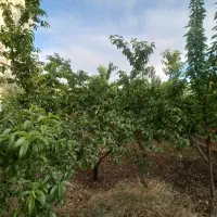 زمین  باقدمت بنا ۵۰۰م/مجوز دار/ تهراندشت/ سرخاب|فروش زمین و ملک کلنگی|هشتگرد, تهران دشت|دیوار