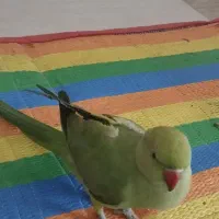 طوطی ملنگو|پرنده|بانه, |دیوار