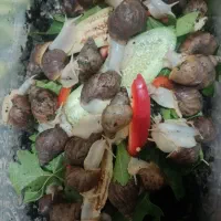 حلزون جوجه و مولد اچاتینا و البینو تخم گذار بزرگ|خزنده|همدان, |دیوار