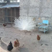 طاووس سفید گم شده