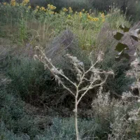 فروش باغ وزمین مزروعی|فروش زمین و ملک کلنگی|اشترینان, |دیوار