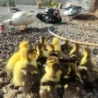 جوجه اردک اسراییلی|حیوانات مزرعه|رشت, توشیبا|دیوار