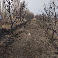 باغچه ۱۰۰۰ متری در سوپورغان|فروش دفتر صنعتی، کشاورزی، تجاری|ارومیه, |دیوار