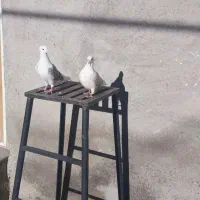 کبوتر سیاه پلنگ وه نباتی