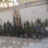 گل کاکتوس  صخره ای