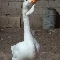 جوجه قوغاز|حیوانات مزرعه|نیشابور, مبارکه|دیوار