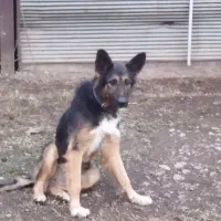 سگ ژرمن میکس نر