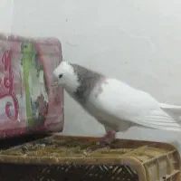 طوقی کاکلی نرو ماده|پرنده|پاکدشت, پاکدشت (مامازند)|دیوار