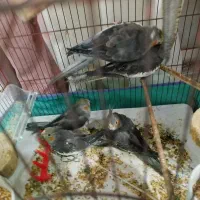 عروس هلندی|پرنده|لاهیجان, خمیر کلایه|دیوار