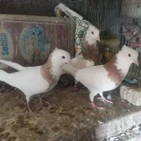 کبوتر طوقی|پرنده|فرخ‌شهر, |دیوار