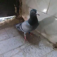 جوجه کبوتر .جانسن عراقی