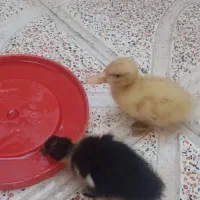 جوجه اردک یک ماهه|حیوانات مزرعه|قرچک, داوود آباد|دیوار