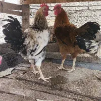 فروش ۲عدد خروس ۵ماهه