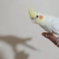 عروس هلندی مولد|پرنده|تهران, آهنگران (سراسیاب دولاب)|دیوار