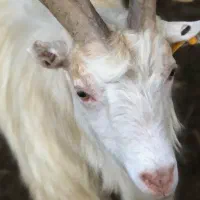 X 256 خاکستری