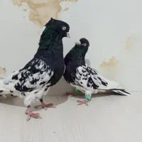 کله سیاه نر ماده|پرنده|قوچان, |دیوار