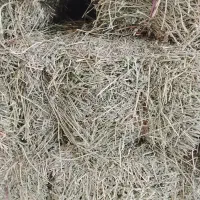 یونجه بیده خشک|لوازم جانبی حیوانات|مشهد, کلاته برفی|دیوار