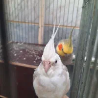 عروس هلندی مولد