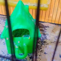 فنچ|پرنده|اهواز, دغاغله|دیوار