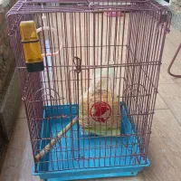 قفس  بزرگ جادار