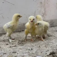 جوجه برهما ۶ روزه