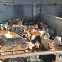 بز آبستن و زایده شیرا