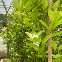 جشنواره تابستانی فروش نهال و درخت