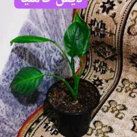 سانسووریای لب طلایی پایه بلند|گل و گیاه طبیعی|سرپل ذهاب, |دیوار