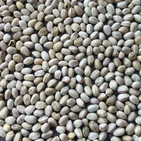 خرید پسته پوک