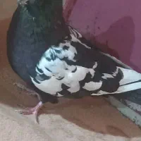 فک کنم نر است کاکلی و پرشی|پرنده|شیروان (خراسان), |دیوار