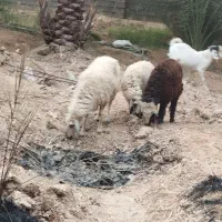 گوسفند وبز|حیوانات مزرعه|چمران, |دیوار