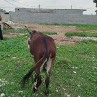 فروشی|حیوانات مزرعه|تخت, |دیوار