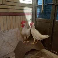 خروس