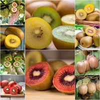 عناب کامکوات نهال کیوی موز|خدمات باغبانی و درختکاری|سراوان, |دیوار