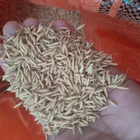 بذر شالی طارم هاشمی....تیم بینج