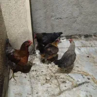 مرغ تخمگذار