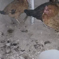 مرغ خروس|حیوانات مزرعه|نورآباد, |دیوار