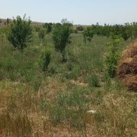 علوفه خشه