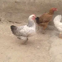 مرغ محلی