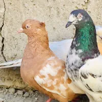 کبوتر|پرنده|ایرانشهر, |دیوار