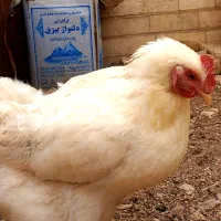 فروش مرغ و خروس برهما|حیوانات مزرعه|رودهن, |دیوار