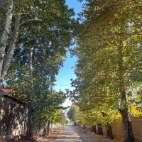 مشارکت در درختی و گلشهر  دو کله