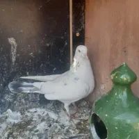 کبوتر ماده خال سرور|پرنده|قم, آزادگان|دیوار