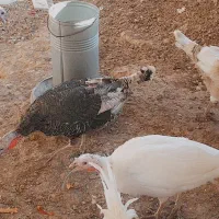 بوقلمون از ۳ نژاد|حیوانات مزرعه|رودشت (اصفهان), |دیوار