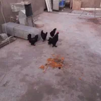 خروس ومرغ مرندی