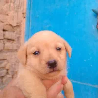 سگ پاکوتاه فروشی