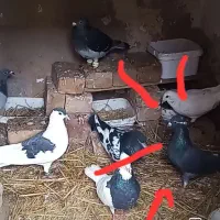 کله برنجی نر فروشی فقط ۲۵۰۰۰۰۰