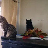 گربه گم شده|حیوانات|تبریز, |دیوار