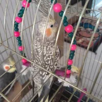 عروس هلندی ماده  نیمه رام